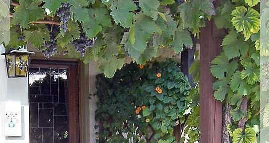 Weinranken am Haus findet man auch in Deutschland