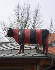 Rotschwarze KoalizionsKuh von Schweinau