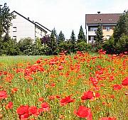 wildes Getreide und Mohn auf einer Wiese vor der H.-Kohlmann-Straße deutet die einstige Nahtstelle der Ortsteil Schnepfenreuth und Ton im heutigen Nürnberg ahnen