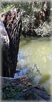 die Pegnitz bei Laufamholz in Nürnberg - wild romantisch schön